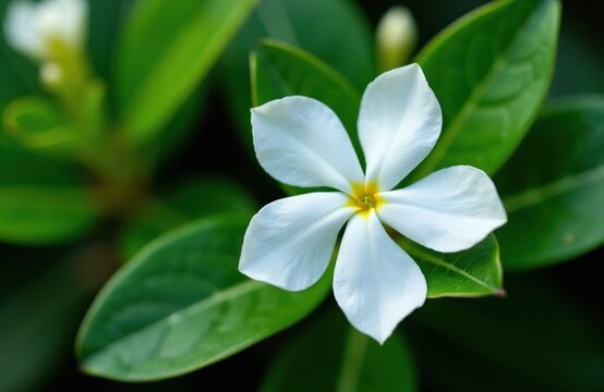White vinca minor alba flower with delicate petals and yellow center. Green leaves form a soft background. Pure nature detail, perfect for garden or botany themes.