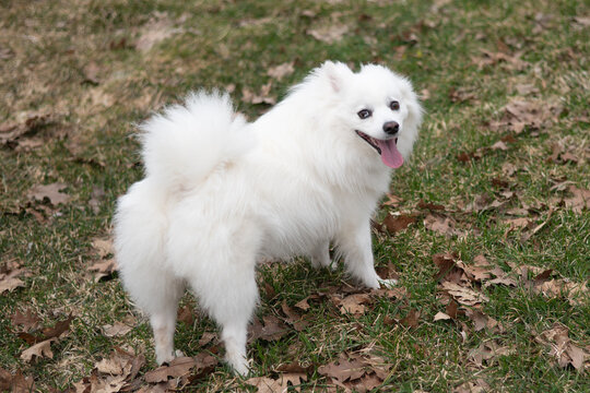 white American eskimo dog on grass
