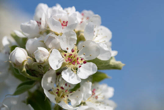 Close-up of white fruit blossoms against a blue sky