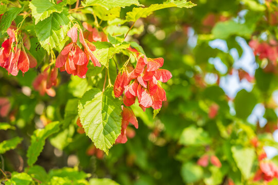 A close-up of the reddish-pink ripening fruits of the Tatar maple.
