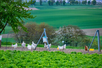 Fototapeta premium Freilaufende Hühner auf einer Wiese