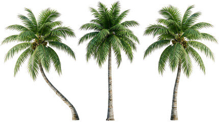 Obraz premium Three distinct palm trees with lush green fronds, isolated on a white background.