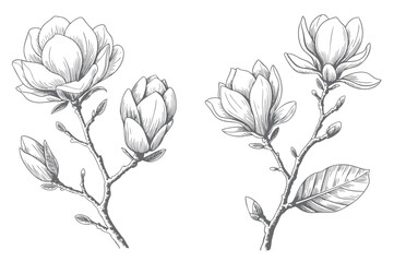 Obraz premium Magnolia floral branch artwork in sketch and vintage engraving illustration.
