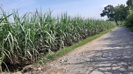 Naklejka premium Lush green sugarcane plants grow densely along a dirt path in a rural plantation area 