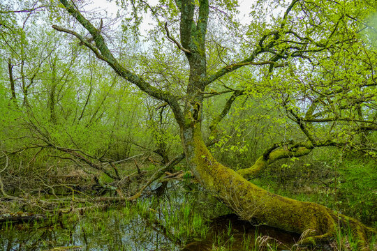 Totholz in einem kleinen Waldsee im Fr&uuml;hjahr