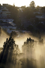 Fototapeta premium A stunning morning sunrise with misty scenery and trees