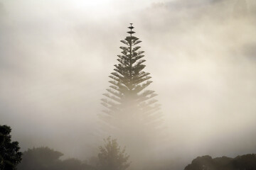 Naklejka premium A stunning morning sunrise with misty scenery and trees