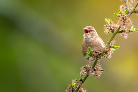 Singing chiffchaff perched on blossoming branch with soft green background