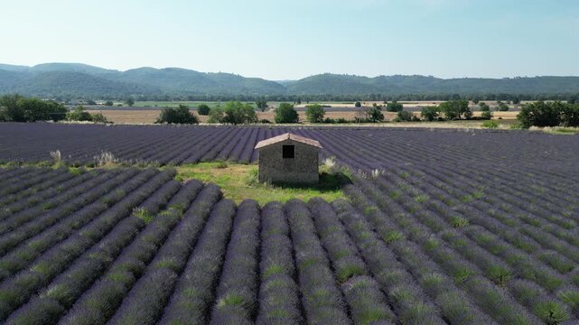 Un champ de lavande dans le sud de la France en plein &eacute;t&eacute;