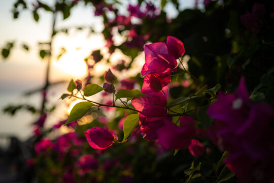 tropical flowers at sunset on the island of Ko Tao in Thailand.