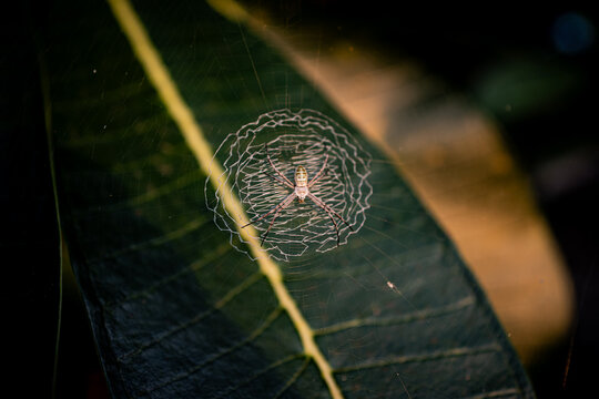 a spider in its web on the island of Ko Tao in Thailand.