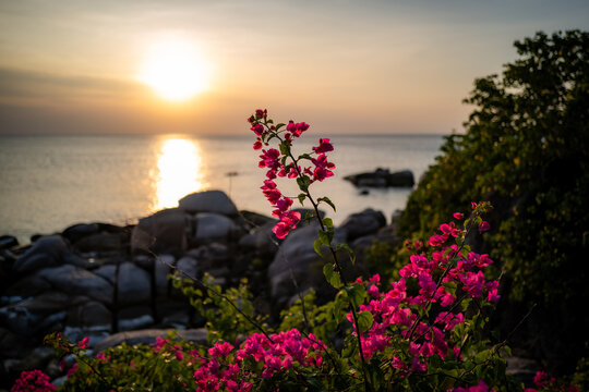 tropical flowers and sunset over the sea on the island of Ko Tao in Thailand.