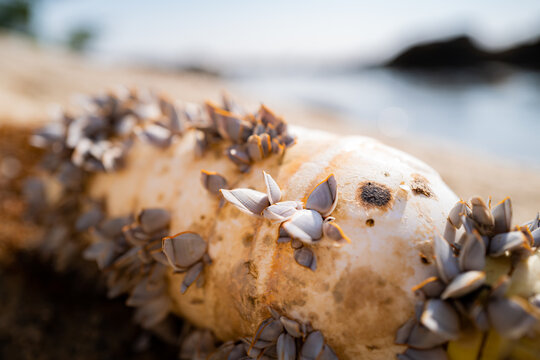 Close up of barnacles on a sea buoy on the beach on the island of Koh Samui,  Thailand