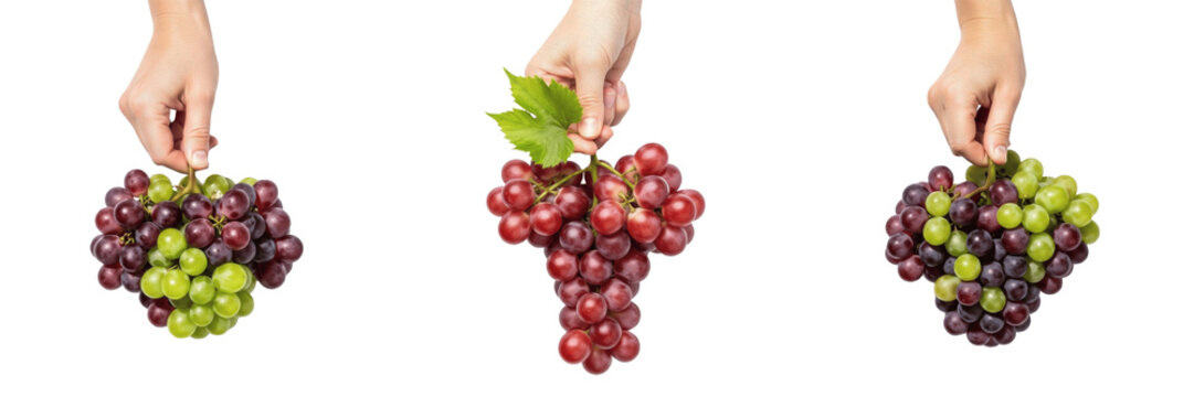 Hand holding green grapes Vitis vinifera white grapes Uvas verdes Raisins verts Grune Trauben vineyard harvest organic sweet fruit healthy snack antioxidant fiber nutrition farm fresh produce