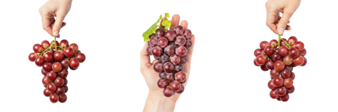 Hand holding black grapes Vitis vinifera purple grapes Uvas negras Raisins noirs Schwarze Trauben vineyard harvest organic sweet fruit wine grapes healthy snack antioxidant nutrition product