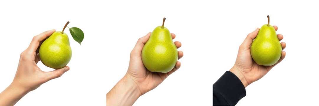 Hand holding a ripe yellow pear Pyrus communis sweet fruit Pera amarilla Poire jaune Reife Birne organic harvest healthy snack fiber vitamin farm fresh produce nutrition stock photography