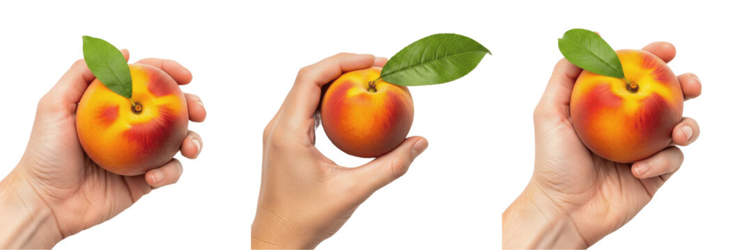 Hand holding a juicy peach close-up Prunus persica stone fruit Melocot&oacute;n jugoso P&ecirc;che juteuse vibrant fruit organic summer snack health nutrition vitamin A C farm fresh produce photography