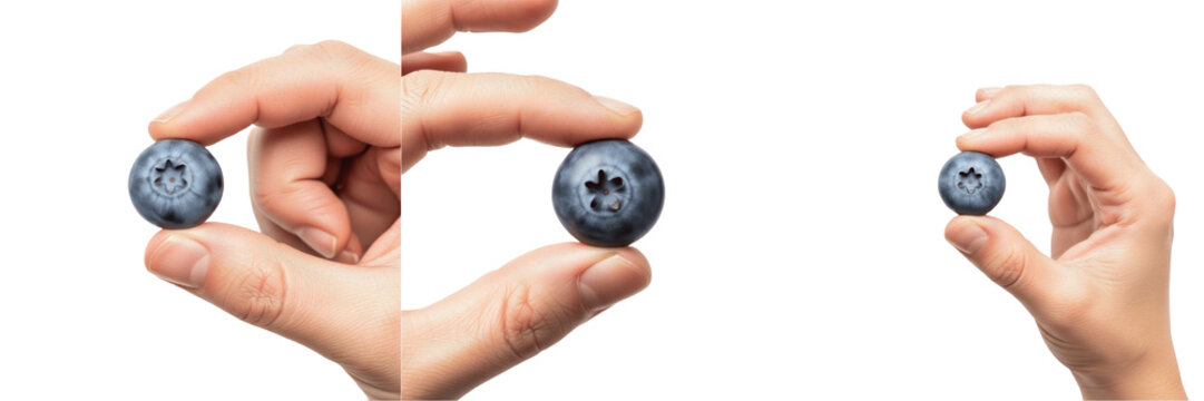 Hand holding blueberry close-up Vaccinium corymbosum detailed blue berry Ar&aacute;ndano Myrtille Blaubeere organic summer fruit harvest berry sweet healthy snack farm produce antioxidant stock photo