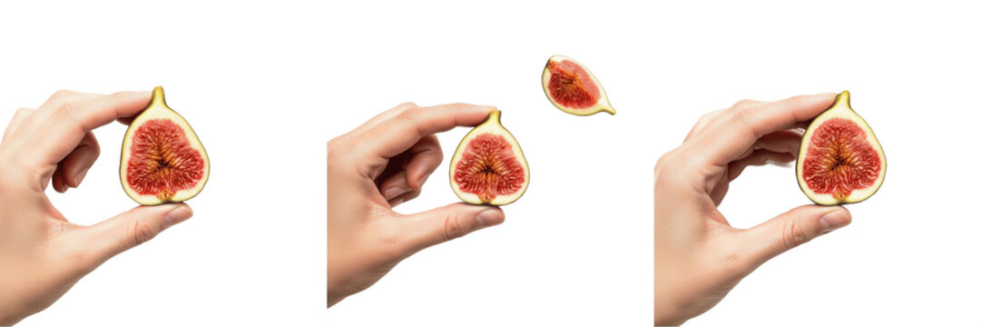 Hand holding a fig Ficus carica Mediterranean fruit Higo Figue Feige organic harvest sweet fruit purple skin pink flesh healthy snack dietary fiber potassium farm fresh produce nutrition