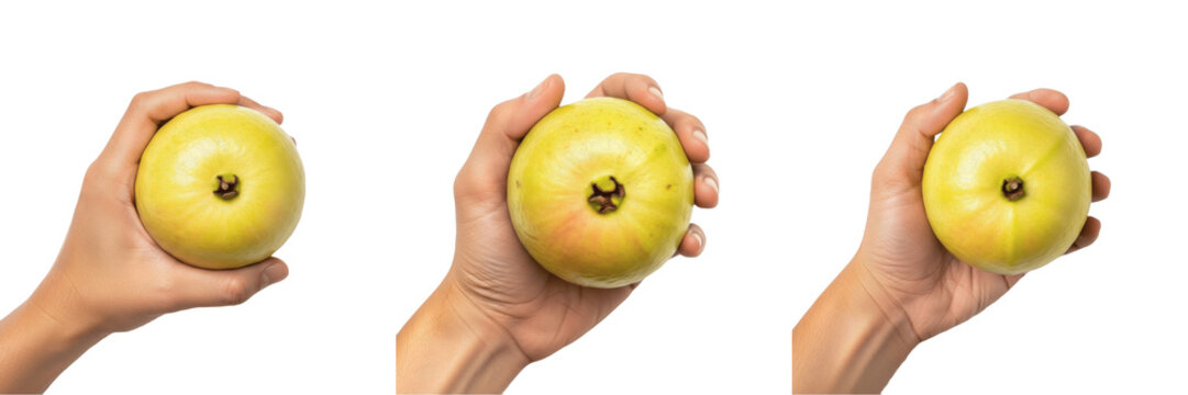 Hand holding guava halves Psidium guajava cut fruit Guayabas por la mitad Demi goyaves pink pulp seeds organic healthy snack vitamin C farm fresh harvest produce nutrition stock image