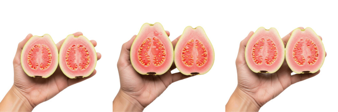 Hand holding a ripe guava Psidium guajava sweet fruit Guayaba madura Goyave m&ucirc;re Reife Guave organic harvest healthy snack vitamin farm fresh produce nutrition stock photography product photo