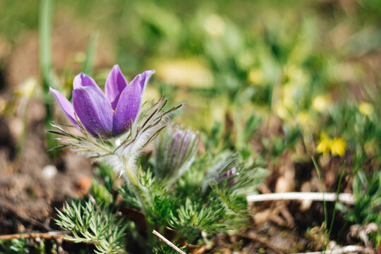 Purple pasque flower blooming in spring