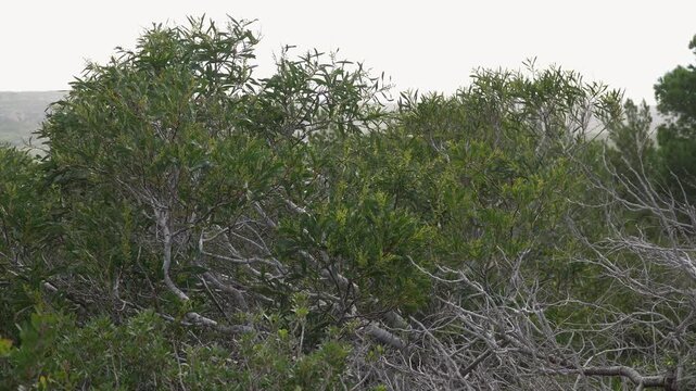 Cinematic shot of lush Mediterranean shrubbery foliage trembling in the wind