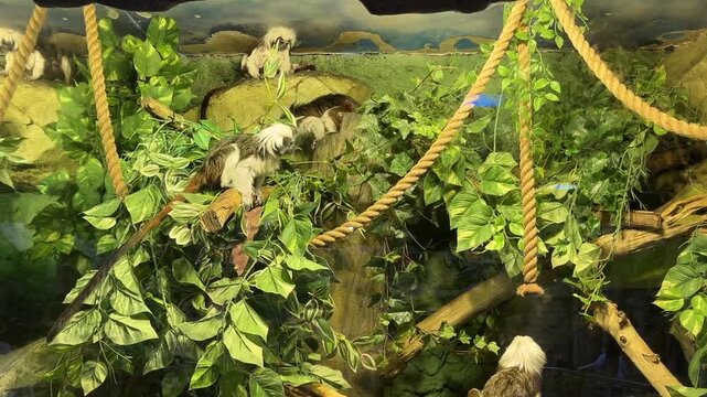 Two cute Goeldi's marmoset are standing on a tree branch