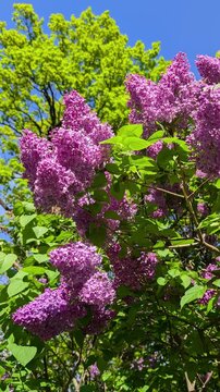 Blooming purple lilac bush swaying in the wind in Riga, Latvia. Beautiful spring garden scene with blossoming flowers on a sunny day.