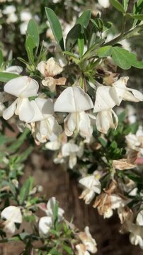 Chamaecytisus proliferus or Cytisus proliferus, is a small spreading evergreen shrub endemic the Canary Islands with white flower, close up,4K.
