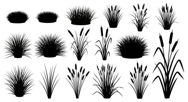 Black cattail, reed, and grass silhouettes, 15 piece vector set, wetland plants, landscape design elements, black and white illustrations