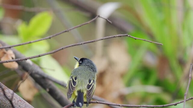 A close-up back view of a Common Tody-Flycatcher (Todirostrum cinereum), showcasing its full plumage. Captured in 4K, this footage highlights the bird&rsquo;s feather texture, coloration, and fine details f