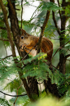 Red squirrel holding food on tree branch close up