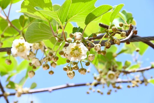 Female kiwi fruit flower.  Actinidiaceae  dioecious. Female flowers have an ovary in the center; pollination at this ovary leads to fruit development.
