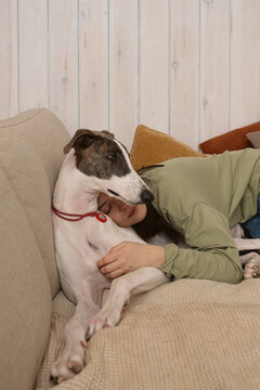 Greyhound relaxes with owner on the couch at home in the evening