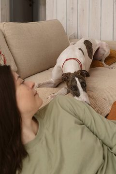 Greyhound dog lies beside owner on couch during indoor relaxation time