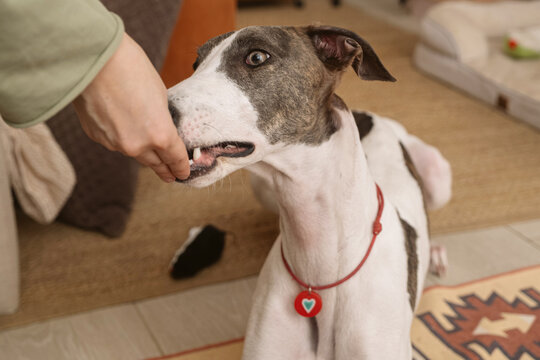 Dog receives treat from owner in living room during afternoon