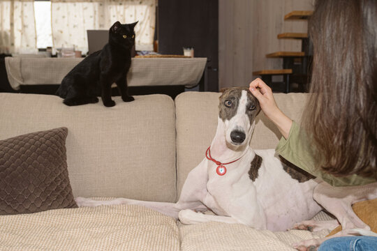 Greyhound relaxes on couch while owner pets dog at home