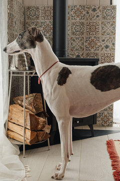 Greyhound dog standing near a stove with firewood at home