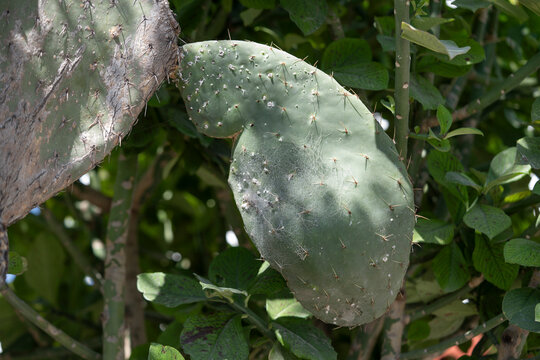 detalle de penca de nopal silvestre con fondo de hojas verdes