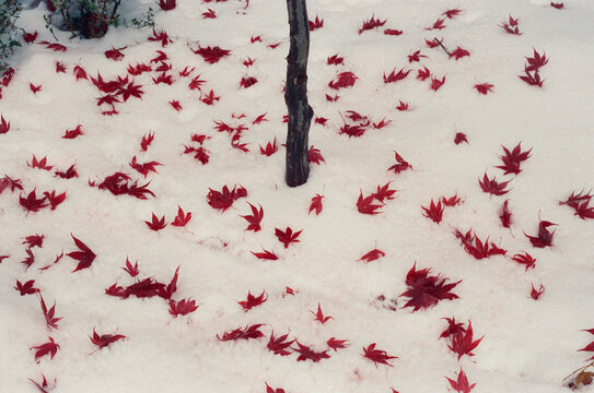 Red maple tree leaves on the snow.