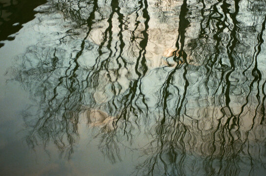 Tree reflection over canal during winter