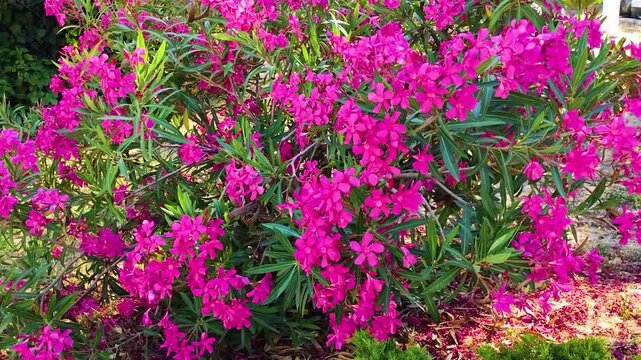 Beautiful Vibrant Pink Oleander Flowers (Nerium Oleander) Blooming in a Sunny Garden. Lush Green Foliage and Bright Mediterranean Floral Nature Background. High Quality 4K Outdoor Plant Video.
