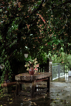 Ripe wax apples, arranged in a vase, sit beneath the tree.