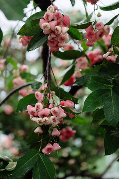 Closeup of ripe wax apples on the tree.