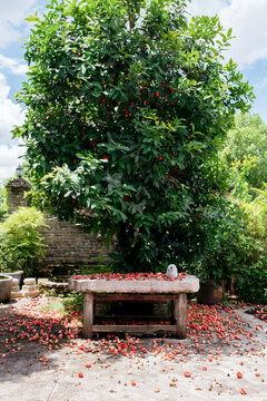 The Wax Apple Tree in the Countryside Courtyard