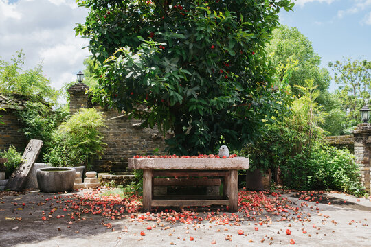 The Wax Apple Tree in the Countryside Courtyard