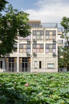 The scenery of lotus ponds cultivated in the countryside