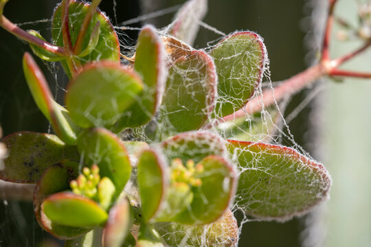 hojas verdes de suculenta cubiertas por fina telara&ntilde;a