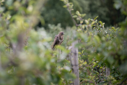M&auml;usebussard (Buteo buteo) in Apfelplantage